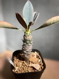 2026年最新】パキポディオイデスの人気アイテム - メルカリ