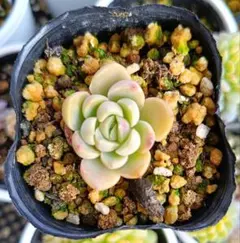 2026年最新】モルゲンロート おらいさんの人気アイテム - メルカリ