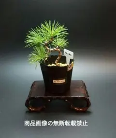 2026年最新】吾妻五葉松の人気アイテム - メルカリ