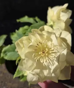 2026年最新】かぐや姫 クリスマスローズの人気アイテム - メルカリ