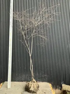 2026年最新】山採り ツツジの人気アイテム - メルカリ