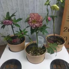 2026年最新】クリスマスローズ 多弁の人気アイテム - メルカリ