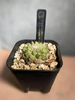 2026年最新】コピアポア 種の人気アイテム - メルカリ