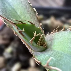 2026年最新】オテロイ 青葉の人気アイテム - メルカリ