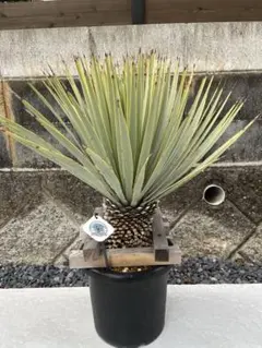 2026年最新】ユッカ マルデヌベスの人気アイテム - メルカリ