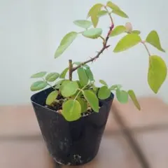 2026年最新】ジェフハミルトン 苗の人気アイテム - メルカリ