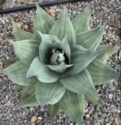 2026年最新】オバティフォリア ドワーフの人気アイテム - メルカリ