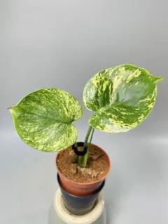 2026年最新】サイアムミント モンステラの人気アイテム - メルカリ