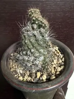 2026年最新】コピアポア 種の人気アイテム - メルカリ