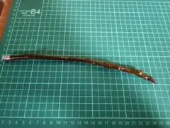 2026年最新】イチジク苗木ウォーターメロンラッシュの人気アイテム