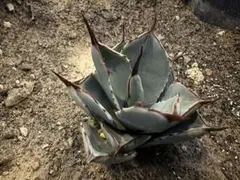 2026年最新】アガベ吉祥天の人気アイテム - メルカリ