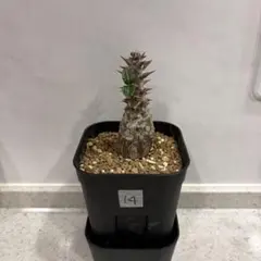 2026年最新】パキポディウム ウィンゾリーの人気アイテム - メルカリ