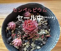 2026年最新】センペル ビウムの人気アイテム - メルカリ