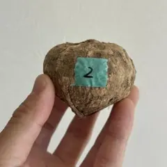 2026年最新】アデニア オバタの人気アイテム - メルカリ