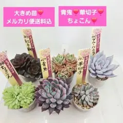 2026年最新】おらいさん苗 青鬼の人気アイテム - メルカリ