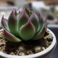 2026年最新】リンゼアナの人気アイテム - メルカリ