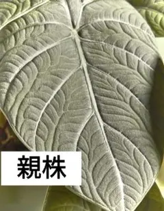 2026年最新】アロカシア マハラニの人気アイテム - メルカリ