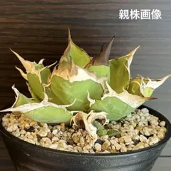 2026年最新】オアハカ現地株の人気アイテム - メルカリ