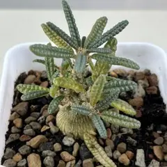 2026年最新】ドルステニア・ギガスの人気アイテム - メルカリ