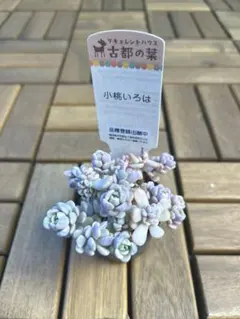 2026年最新】古都の葉 小桃いろはの人気アイテム - メルカリ
