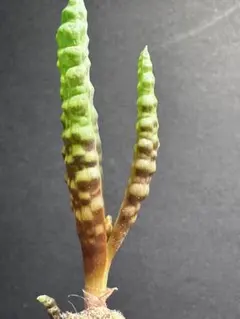 2026年最新】ブルビネ ブルインシーの人気アイテム - メルカリ