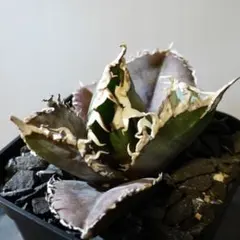 2026年最新】アガベ金剛の人気アイテム - メルカリ