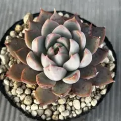 2026年最新】ロウルサンコ 多肉の人気アイテム - メルカリ