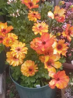 2026年最新】ラナンキュラス ポスポロスの人気アイテム - メルカリ