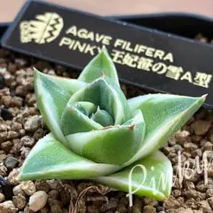 2026年最新】アガベピンキーの人気アイテム - メルカリ