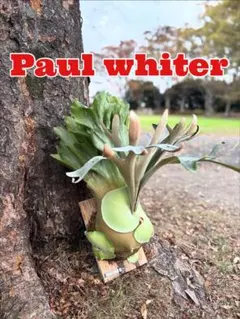 2026年最新】ポールホワイターの人気アイテム - メルカリ