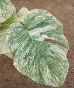 2026年最新】モンステラレガシーの人気アイテム - メルカリ