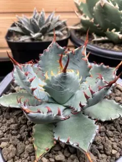 2026年最新】アガベ ハイブリッドの人気アイテム - メルカリ