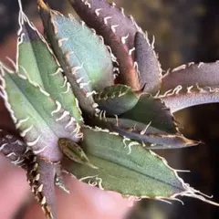 2026年最新】オテロイ 選抜の人気アイテム - メルカリ