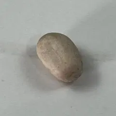 2026年最新】エンセファラルトスの人気アイテム - メルカリ