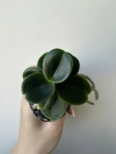 2026年最新】名護蘭 明丸の人気アイテム - メルカリ