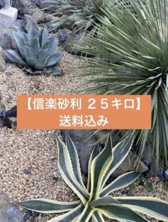 2026年最新】ドライガーデンの人気アイテム - メルカリ