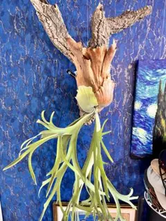 2026年最新】白ビカクの人気アイテム - メルカリ