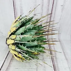 2026年最新】エボリスピナ 現地の人気アイテム - メルカリ