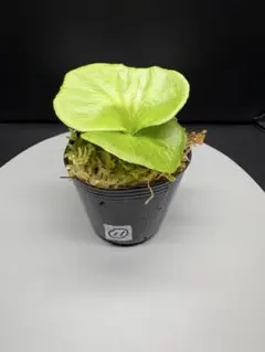 2026年最新】リドレイの人気アイテム - メルカリ