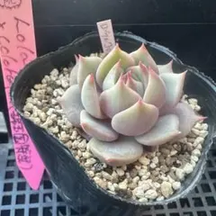 2026年最新】コロラータ 錦玉園の人気アイテム - メルカリ