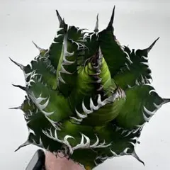 2026年最新】agaveの人気アイテム - メルカリ