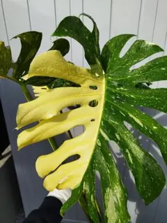 2026年最新】モンステラ クリームブリュレの人気アイテム - メルカリ