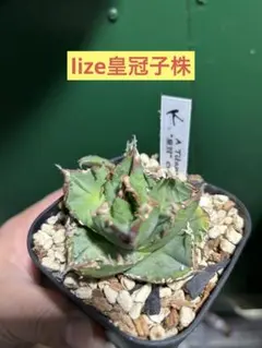 2026年最新】皇冠 子株の人気アイテム - メルカリ