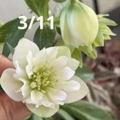 2026年最新】クリスマスローズリトルビーストの人気アイテム - メルカリ