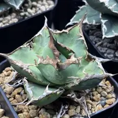 2026年最新】アガベ黒犀牛の人気アイテム - メルカリ