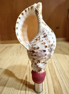 2026年最新】ほら貝 貝殻の人気アイテム - メルカリ