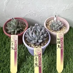 2026年最新】ミックスベリア 青鬼の人気アイテム - メルカリ