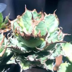 2026年最新】アガベシーザー錦の人気アイテム - メルカリ