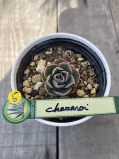 2026年最新】チャザロイの人気アイテム - メルカリ