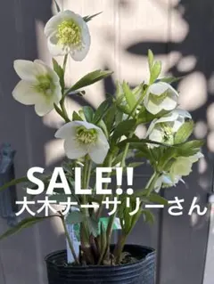 2026年最新】大木ナーサリー クリスマスローズの人気アイテム - メルカリ